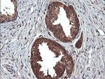 DDT Antibody in Immunohistochemistry (Paraffin) (IHC (P))