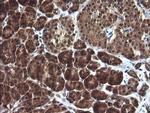 DDT Antibody in Immunohistochemistry (Paraffin) (IHC (P))