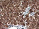 DDT Antibody in Immunohistochemistry (Paraffin) (IHC (P))