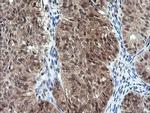 DDT Antibody in Immunohistochemistry (Paraffin) (IHC (P))