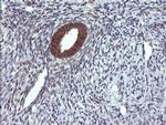 DDT Antibody in Immunohistochemistry (Paraffin) (IHC (P))