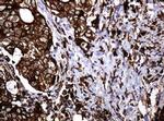 POGK Antibody in Immunohistochemistry (Paraffin) (IHC (P))