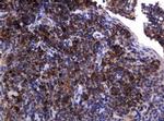 POGK Antibody in Immunohistochemistry (Paraffin) (IHC (P))