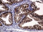 POGK Antibody in Immunohistochemistry (Paraffin) (IHC (P))