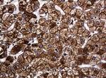POGK Antibody in Immunohistochemistry (Paraffin) (IHC (P))