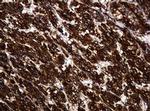 POGK Antibody in Immunohistochemistry (Paraffin) (IHC (P))