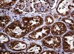 POGK Antibody in Immunohistochemistry (Paraffin) (IHC (P))