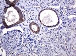POGK Antibody in Immunohistochemistry (Paraffin) (IHC (P))