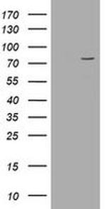 POGK Antibody in Western Blot (WB)