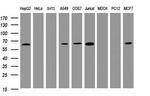 POGK Antibody in Western Blot (WB)