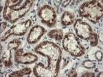 POGK Antibody in Immunohistochemistry (Paraffin) (IHC (P))