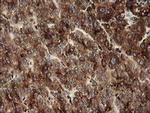 POGK Antibody in Immunohistochemistry (Paraffin) (IHC (P))