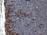 POGK Antibody in Immunohistochemistry (Paraffin) (IHC (P))