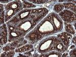 POGK Antibody in Immunohistochemistry (Paraffin) (IHC (P))