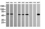 POGK Antibody in Western Blot (WB)