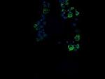 ROMO1 Monoclonal Antibody (OTI1G4)