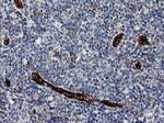 ROMO1 Antibody in Immunohistochemistry (Paraffin) (IHC (P))