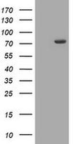 COG6 Antibody in Western Blot (WB)