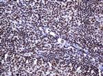 DCPS Antibody in Immunohistochemistry (Paraffin) (IHC (P))