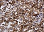 POGK Antibody in Immunohistochemistry (Paraffin) (IHC (P))