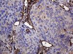POGK Antibody in Immunohistochemistry (Paraffin) (IHC (P))