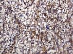 POGK Antibody in Immunohistochemistry (Paraffin) (IHC (P))
