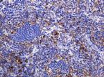 POGK Antibody in Immunohistochemistry (Paraffin) (IHC (P))