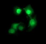 CDC123 Monoclonal Antibody (OTI1F8)