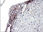 PARVB Antibody in Immunohistochemistry (Paraffin) (IHC (P))