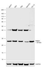 RAB21 Antibody in Western Blot (WB)