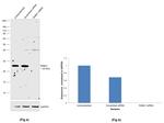 RAB21 Antibody in Western Blot (WB)