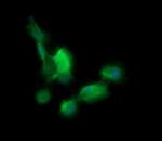 BBOX1 Monoclonal Antibody (OTI4F9)