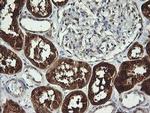 BBOX1 Antibody in Immunohistochemistry (Paraffin) (IHC (P))