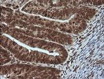 MAPK4 Antibody in Immunohistochemistry (Paraffin) (IHC (P))