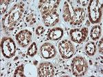 MAPK4 Antibody in Immunohistochemistry (Paraffin) (IHC (P))