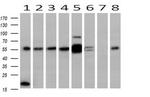 MAPK4 Antibody in Western Blot (WB)