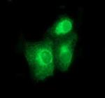 BMP1 Monoclonal Antibody (OTI3E9)