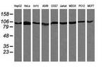 PIK3R5 Antibody in Western Blot (WB)