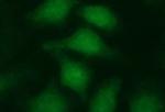 LZIC Antibody in Immunocytochemistry (ICC/IF)