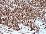 LZIC Antibody in Immunohistochemistry (Paraffin) (IHC (P))