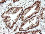 LZIC Antibody in Immunohistochemistry (Paraffin) (IHC (P))