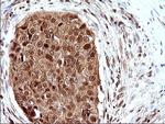 LZIC Antibody in Immunohistochemistry (Paraffin) (IHC (P))