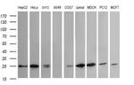 VTI1A Antibody in Western Blot (WB)