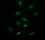 Synaptotagmin 4 Monoclonal Antibody (OTI2F2)