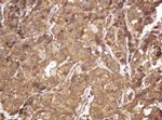 RASSF8 Monoclonal Antibody (OTI2B6)