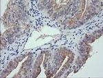 RNF39 Antibody in Immunohistochemistry (Paraffin) (IHC (P))