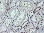 RNF39 Antibody in Immunohistochemistry (Paraffin) (IHC (P))