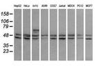 RNF39 Antibody in Western Blot (WB)