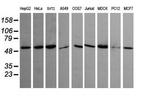 TRIM45 Antibody in Western Blot (WB)