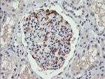 C4orf22 Antibody in Immunohistochemistry (Paraffin) (IHC (P))